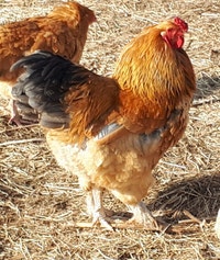 Two Buff Brahma  roosters for sale