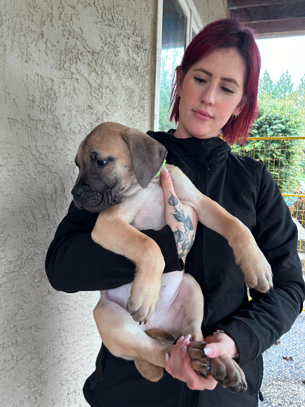 South African Boerboel Mastiff Puppies in Dogs & Puppies for Rehoming in Vancouver - Image 4