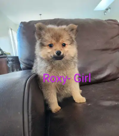 2 Girls Left! Ready to Go Home Pomeranian Puppies, View more