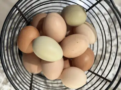 Chicken Eggs for Hatching, View more