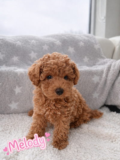 Full Breed Tiny Toy/Toy Poodles (2 Male, 2 Females) 6-7 LBs, View more