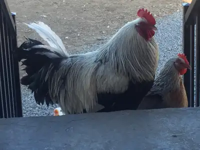 Looking forSilver  Dorkings,  Chicks or Eggs , View more