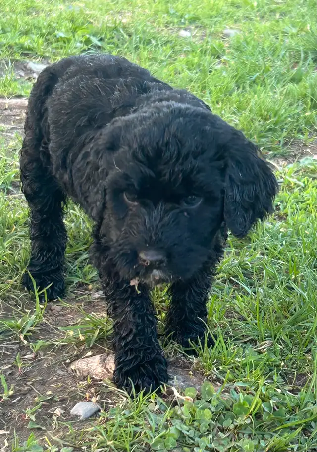 Goldendoodle in Dogs & Puppies for Rehoming in Sherbrooke - Image 4