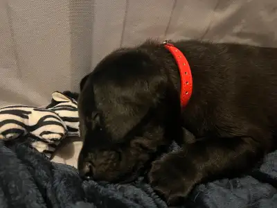 pure bred lab puppies, View more