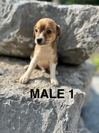 Chihuahua Terrier Puppies *READY NOW*, View more