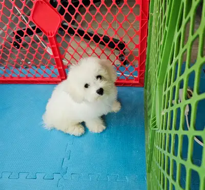 Adorable Bichon Frise puppies (Girl), View more