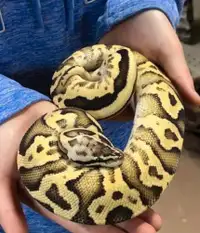 Firefly morph ball python 