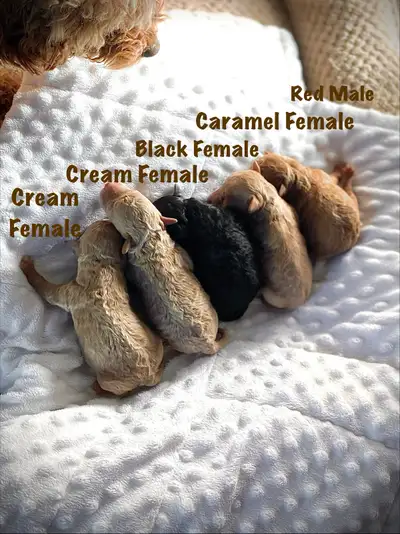 Toy Poodle Puppies, View more