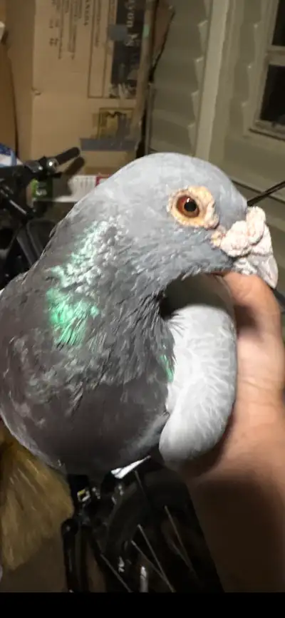racing pigeon, View more
