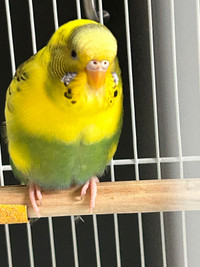 Female budgie