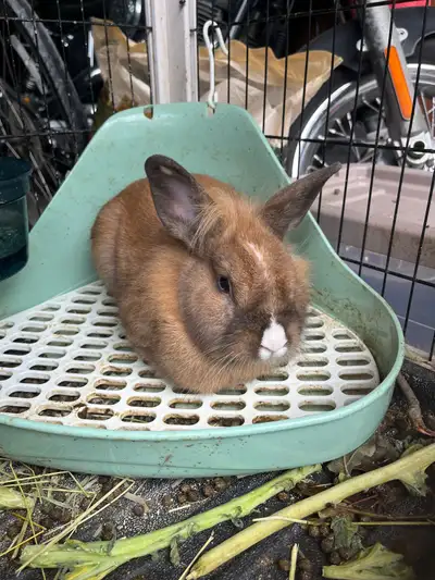 Female Lion head bunny 8 months old , View more