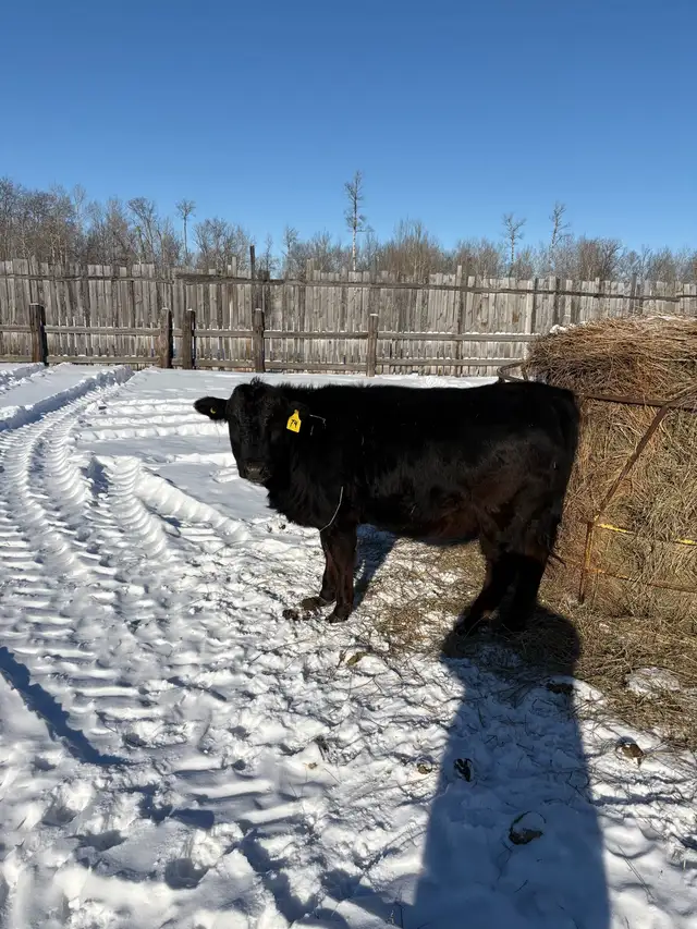 yearling heifer in Other in Portage la Prairie - Image 5