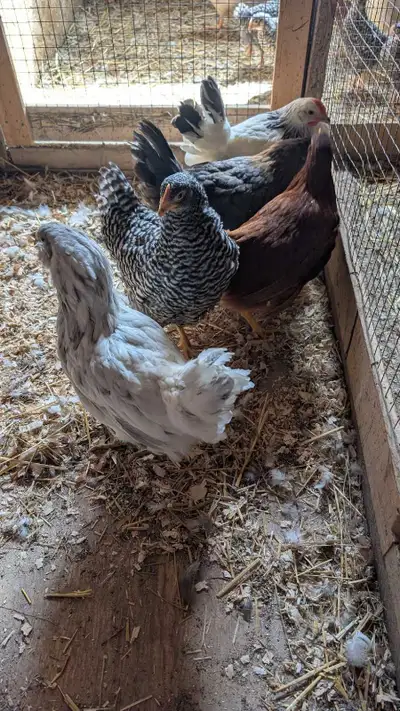 variety pack - hens , View more