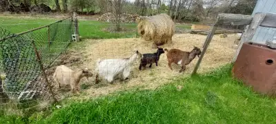 All female, very friendly. Great pets. $150/per goat. The 2 older females (5yrs old) have had twins...