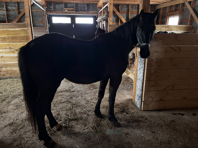 4 year old  standard bred cross gelding in Horses & Ponies for Rehoming in Charlottetown