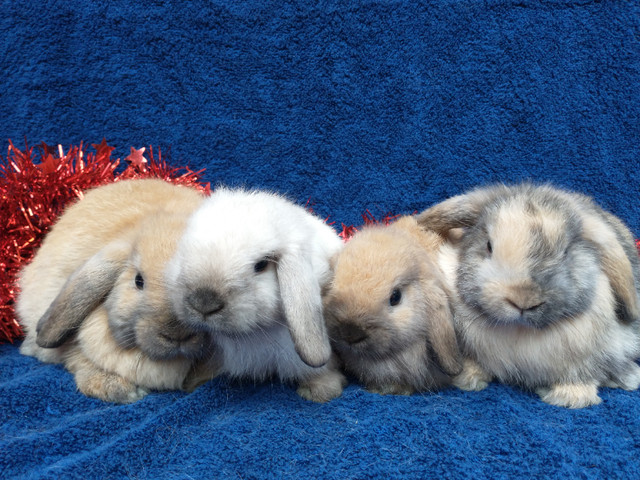 EXTRAORDINARY purebred Holland Lop baby bunny rabbits Small