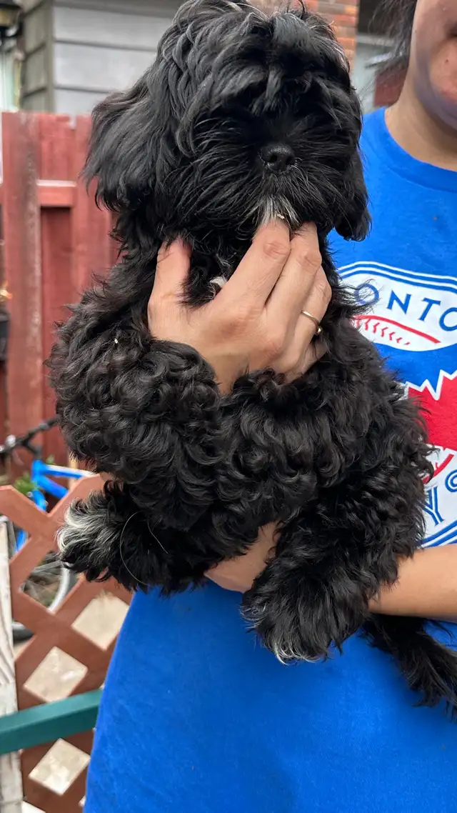 Shih tzu puppies 2 left in Dogs & Puppies for Rehoming in Vernon - Image 10
