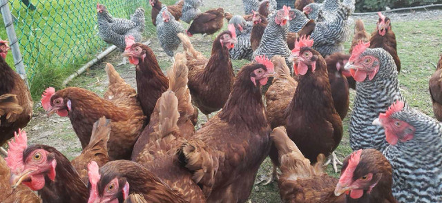 Laying Hens For Sale in Livestock in Chatham-Kent - Image 3