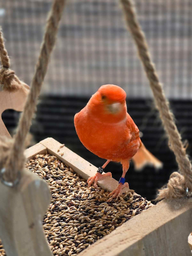 Canaries experts spécialisés en canaries dans Oiseaux à adopter  à Laval/Rive Nord - Image 3