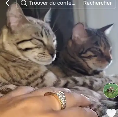bengal 2 ans a vendre !! , View more