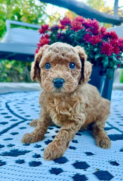 Apricot miniature poodle Frappuccino, View more