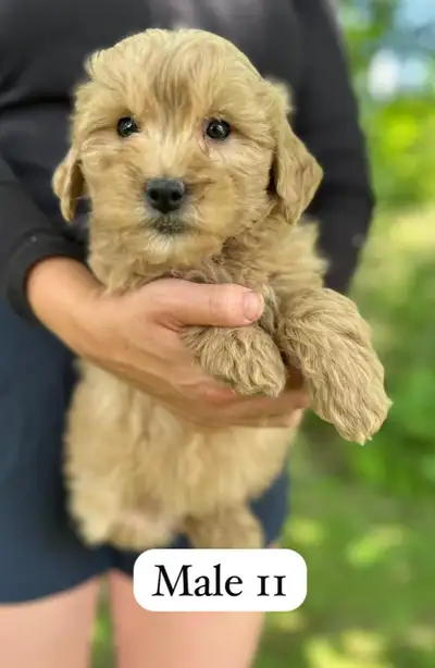 Mini Goldendoodle Puppy For Sale, View more