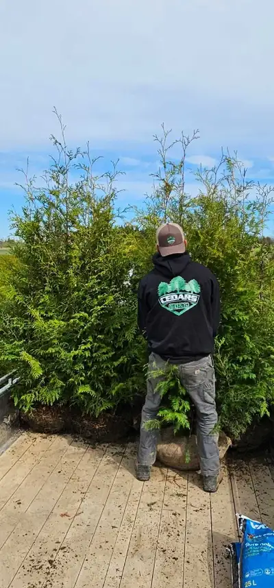 Cedar Trees / Privacy Hedges / Shrubs, View more