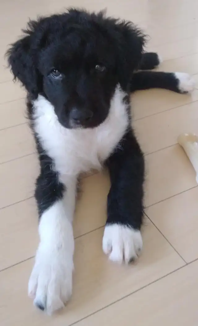 Chiots à vendre in Dogs & Puppies for Rehoming in Granby - Image 8