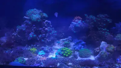 soft corals and clown fish and shrimp, View more