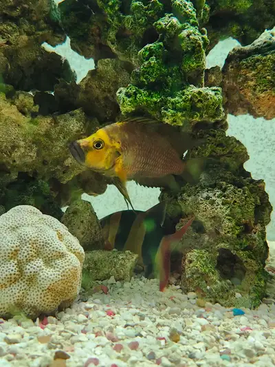 Juvenile Altolamprologus compressiceps "Gold Head Muzi", View more