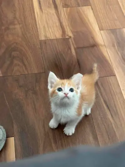 Kittens Looking for Their Forever Homes, View more