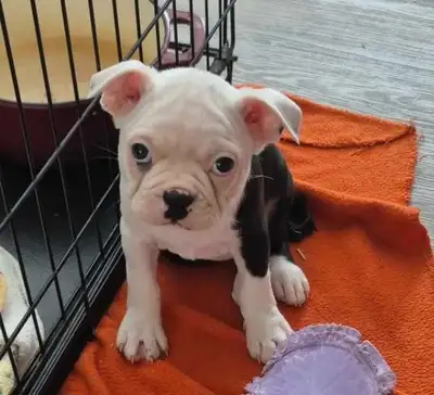 Chiot Boston Terrier Contacter Yves 438 5086540, View more