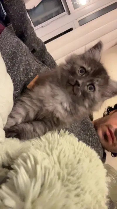 black/grey long haired kittens, View more