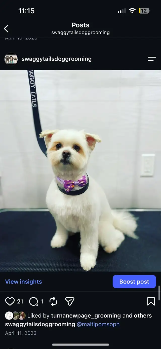 Dog Grooming 528474588997888002