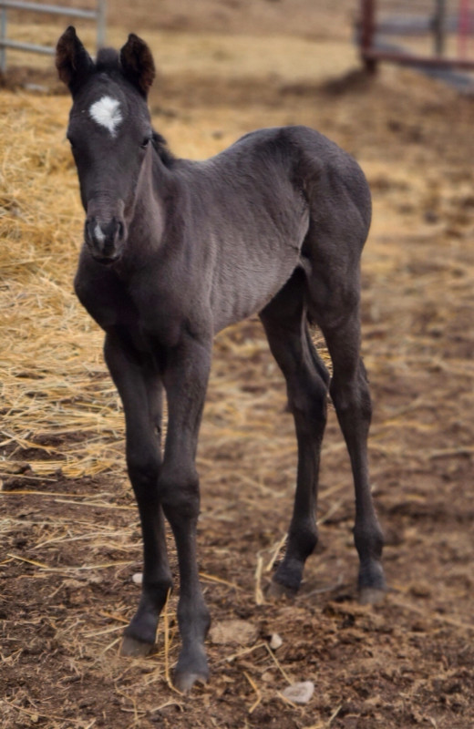 Canadian Quarterhorse cross mare 3 in 1 in Horses & Ponies for Rehoming in Edmonton - Image 3