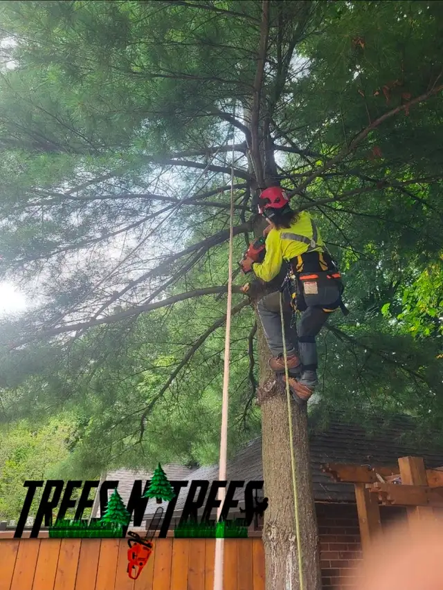 TREES N TREES CONTACT US NOW OPEN 24HRS / 647-700-4447 in Lawn, Tree Maintenance & Eavestrough in City of Toronto - Image 9