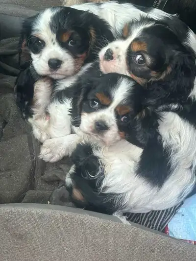 king Charles spaniels, View more