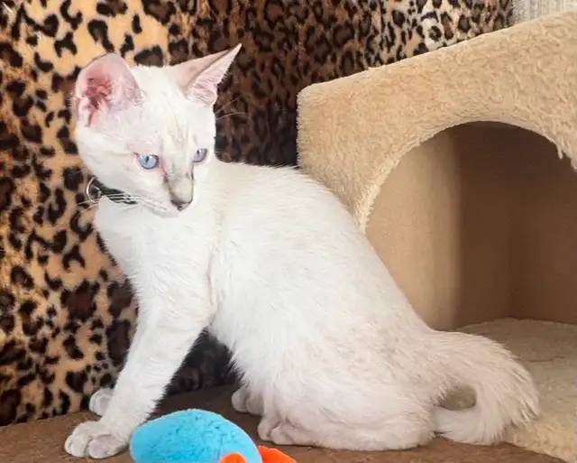 Chaton Savannah F5 snow (c. noir) in Cats & Kittens for Rehoming in Québec City - Image 7