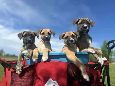 Boxer/Husky Puppies, View more