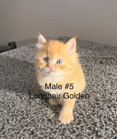 **Reduced Price**Persian × Bengal Kittens, View more