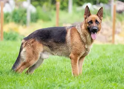 FREE DOG WALKING AND SITTING, View more