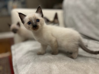 Siamese kittens for rehoming 