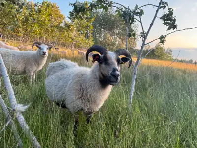 Icelandic Ewes with lamb, View more