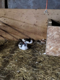 Muscovy males