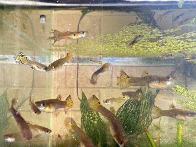 guppies for sale  in Fish for Rehoming in Strathcona County - Image 2