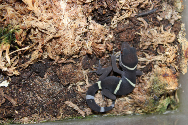 Cave Geckos in Reptiles & Amphibians for Rehoming in Leamington - Image 3