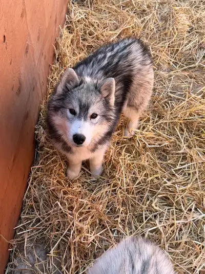 CKC Registered Siberian Huskies, View more