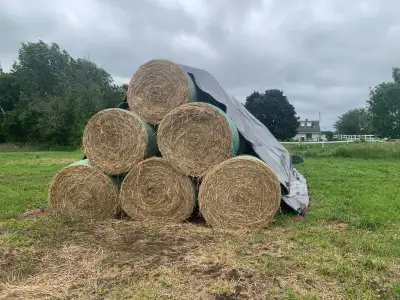 2025 Hay for Sale, View more