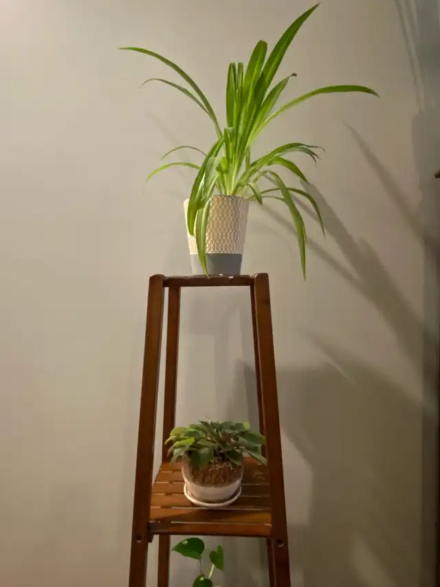 Beautiful bamboo three tiered plant stand in Bookcases & Shelving Units in Edmonton - Image 4