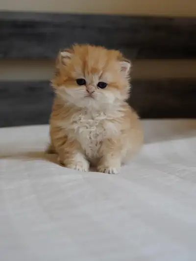 British longhair male available, View more